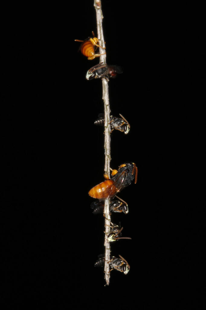 Hylaeus (Rhodohylaeus) constrictiformis and Hylaeus (Rhodohylaeus) maiellus roosting on Melaleuca armillaris © Marc Newman