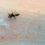 Masked Bee (Hylaeus ruficeps), Alice Springs, NT