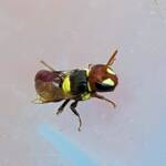 Masked Bee (Hylaeus ruficeps), Alice Springs, NT