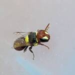 Masked Bee (Hylaeus ruficeps), Alice Springs, NT