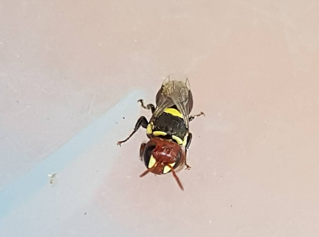 Masked Bee (Hylaeus sp), Alice Springs, NT