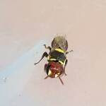 Masked Bee (Hylaeus ruficeps), Alice Springs, NT