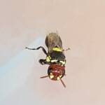 Masked Bee (Hylaeus ruficeps), Alice Springs, NT