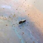 Masked Bee (Hylaeus ruficeps), Alice Springs, NT