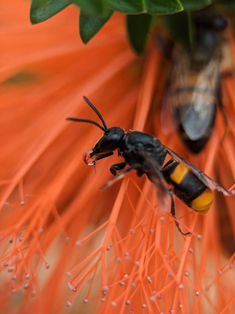 Wasp mimic bee (Hyleoides concinna) bubbling, Australian National Botanic Gardens ACT © Emm Gardner