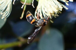 Hyleoides zonalis, Geraldton, Midwest WA © Gary Taylor