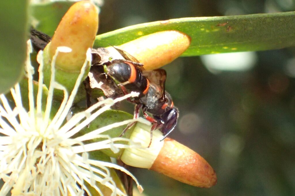 Hyleoides zonalis, Geraldton, Midwest WA © Gary Taylor