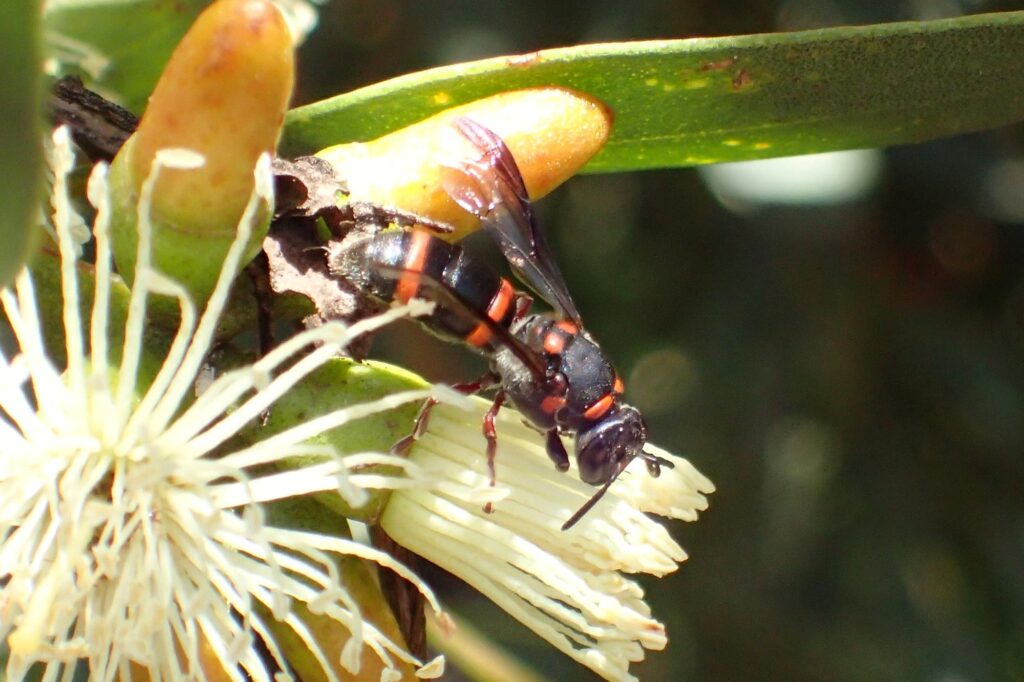 Hyleoides zonalis, Geraldton, Midwest WA © Gary Taylor