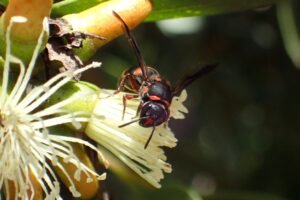 Hyleoides zonalis, Geraldton, Midwest WA © Gary Taylor