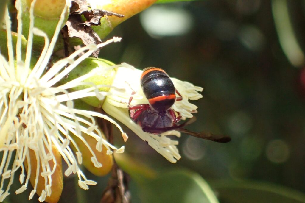 Hyleoides zonalis, Geraldton, Midwest WA © Gary Taylor