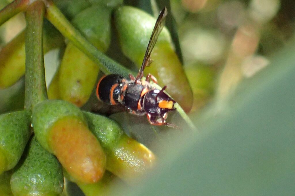 Hyleoides zonalis, Geraldton, Midwest WA © Gary Taylor