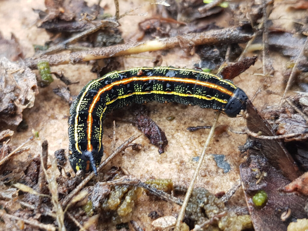 Hyles livornicoides (caterpillar of the Australian Striped Hawk Moth), Alice Springs NT