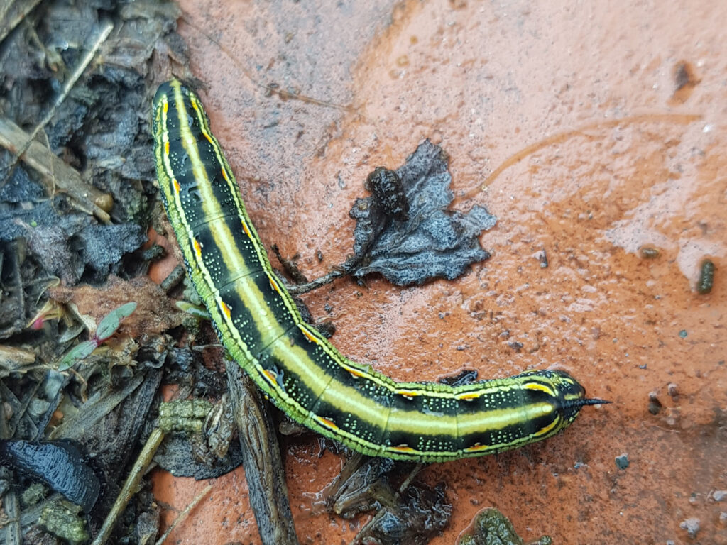 Hyles livornicoides (caterpillar of the Australian Striped Hawk Moth), Alice Springs NT