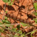 Yeperenye (Hyles livornicoides), Central Australia © Dorothy Latimer