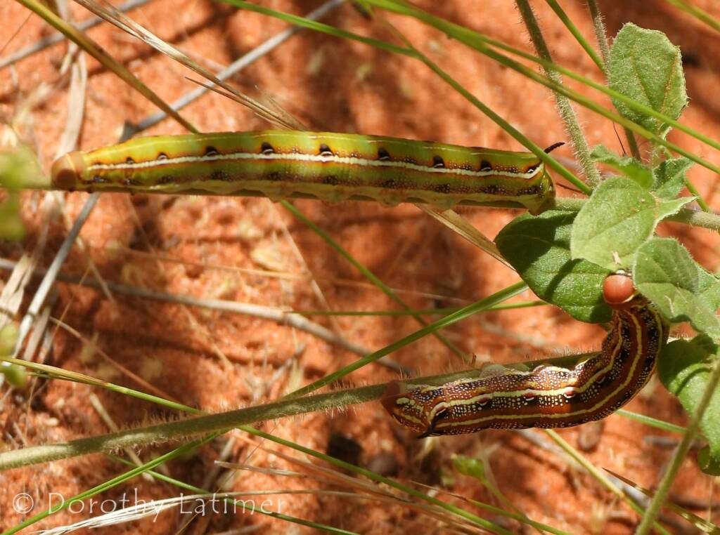 Yeperenye (Hyles livornicoides), Central Australia © Dorothy Latimer