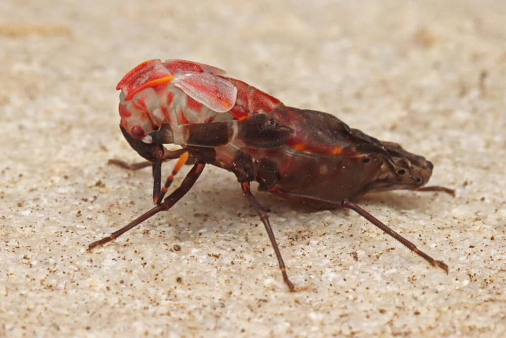 Hyocephalus aprugnus (Ground Dwelling Bug), Onkaparinga SA © Connor Margetts / C.Margetts Photography