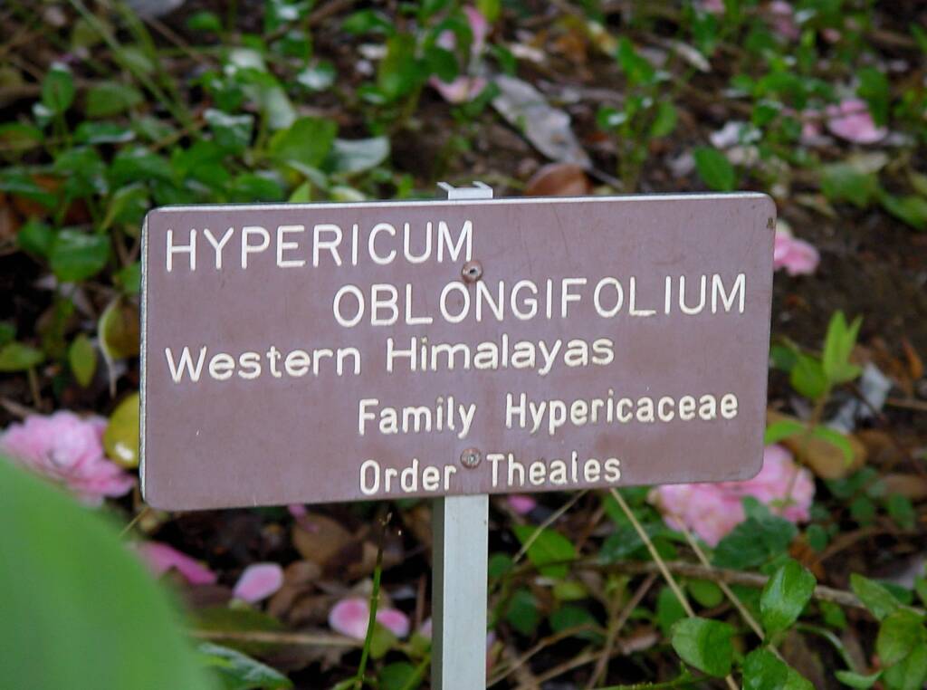 St Johns Wort (Hypericum oblongifolium), Royal Botanic Garden Sydney NSW