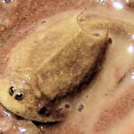 Shield Shrimp (Triops australiensis), Ilparpa Claypans