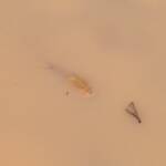 Shield Shrimp (Triops australiensis), Ilparpa Claypans