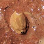 Shield Shrimp (Triops australiensis), Ilparpa Claypans