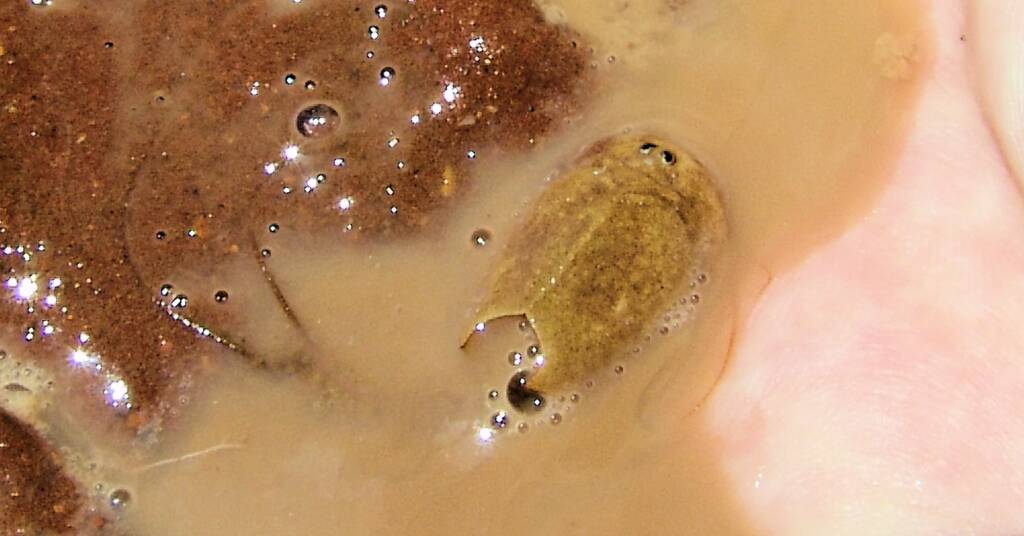 Shield Shrimp (Triops australiensis), Ilparpa Claypans