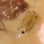 Shield Shrimp (Triops australiensis), Ilparpa Claypans