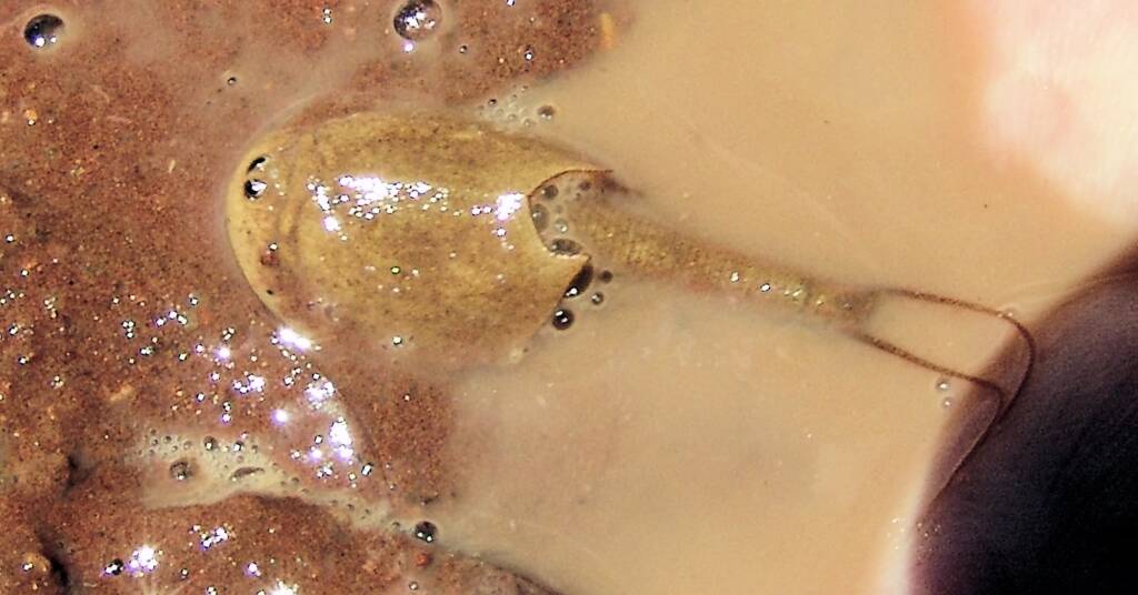 Shield Shrimp (Triops australiensis), Ilparpa Claypans