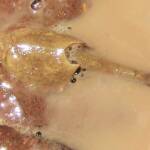 Shield Shrimp (Triops australiensis), Ilparpa Claypans