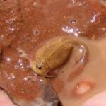 Shield Shrimp (Triops australiensis), Ilparpa Claypans