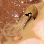 Shield Shrimp (Triops australiensis), Ilparpa Claypans