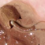 Shield Shrimp (Triops australiensis), Ilparpa Claypans