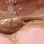 Shield Shrimp (Triops australiensis), Ilparpa Claypans