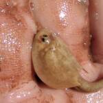 Shield Shrimp (Triops australiensis), Ilparpa Claypans