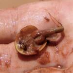 Shield Shrimp (Triops australiensis), Ilparpa Claypans
