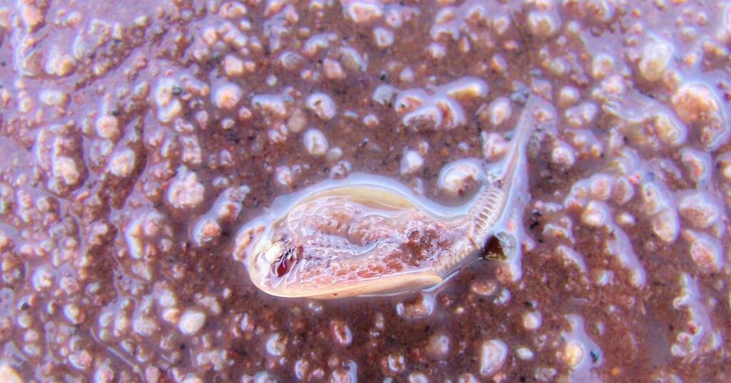 Shield Shrimp (Triops australiensis), Ilparpa Claypans