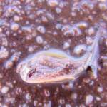 Shield Shrimp (Triops australiensis), Ilparpa Claypans