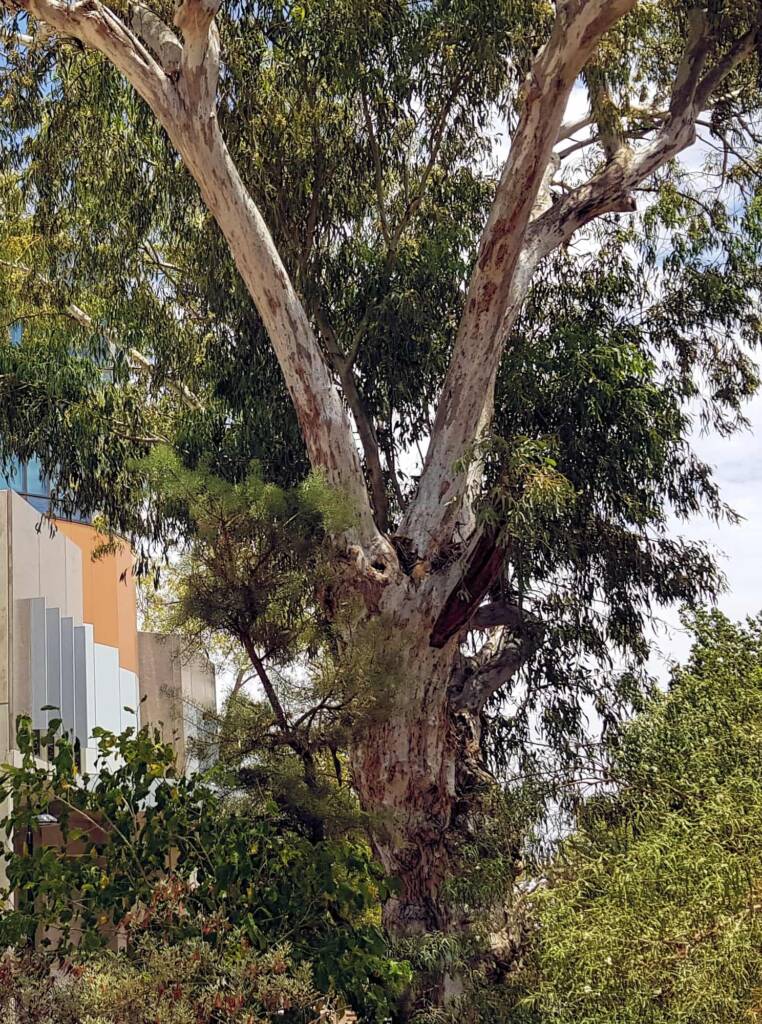 Ilwempe Sacred River Red Gum, next to the Supreme Court of the Northern Territory Building, Alice Springs NT