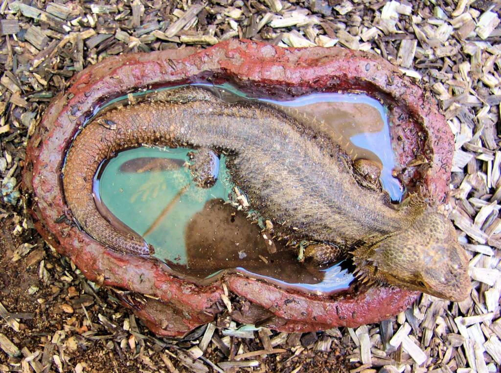 Inland Bearded Dragon (Pogona vitticeps), Alice Springs Reptile Centre, NT