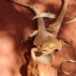 Inland Bearded Dragons (Pogona vitticeps), Alice Springs Reptile Centre, NT