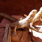Inland Bearded Dragons (Pogona vitticeps), Alice Springs Reptile Centre, NT