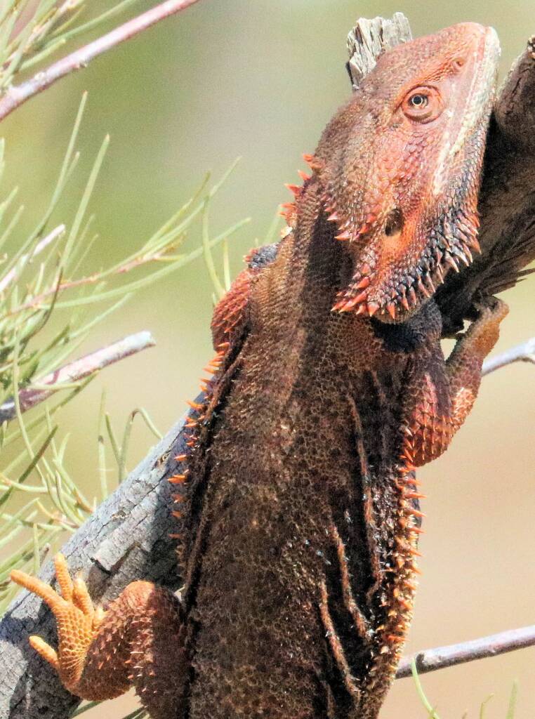 Inland Bearded Dragon (Pogona vitticeps), Binns Track, NT