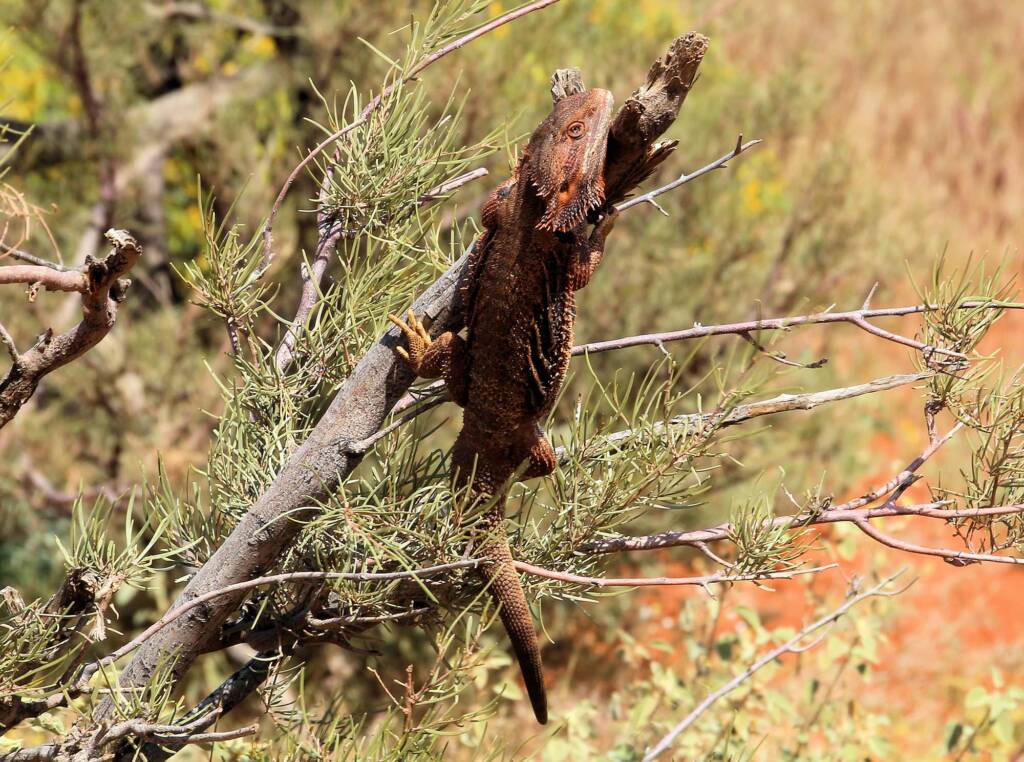 Inland Bearded Dragon (Pogona vitticeps), Binns Track, NT