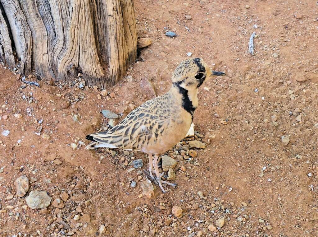 Inland Dotterel (Peltohyas australis), Alice Springs Desert Park