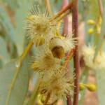 Inland River Red Gum (Eucalyptus camaldulensis subsp. arida), Todd River, Alice Springs NT