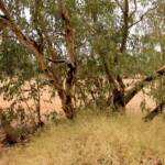 Inland River Red Gum (Eucalyptus camaldulensis subsp. arida), Todd River, Alice Springs NT