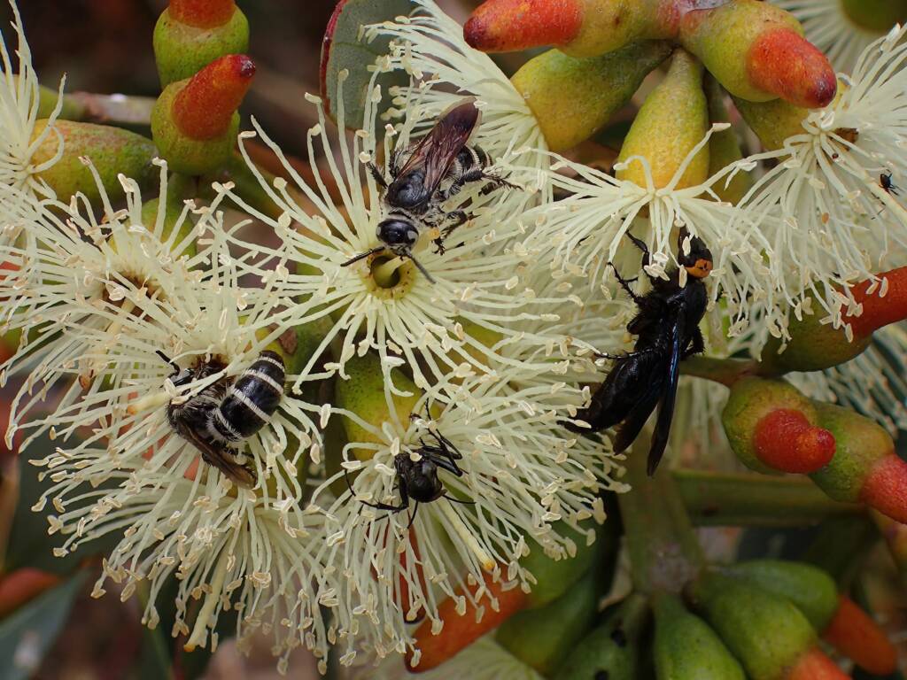 Insects on the Eucalyptus platypus, Midwest WA © Gary Taylor