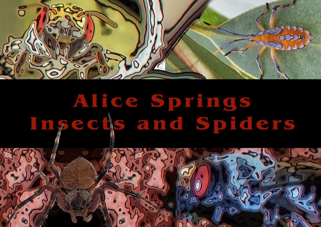 Insects and Spiders - Ausemade filmstrip