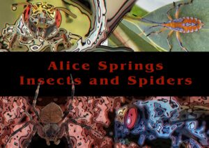Insects and Spiders - Ausemade filmstrip