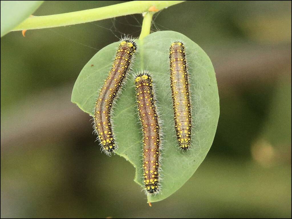 Caterpillars (instar stage) of the Caper White Butterfly (Belenois java teutonia) on Caper Bush (Capparis spinosa var. nummularia), Alice Springs, NT