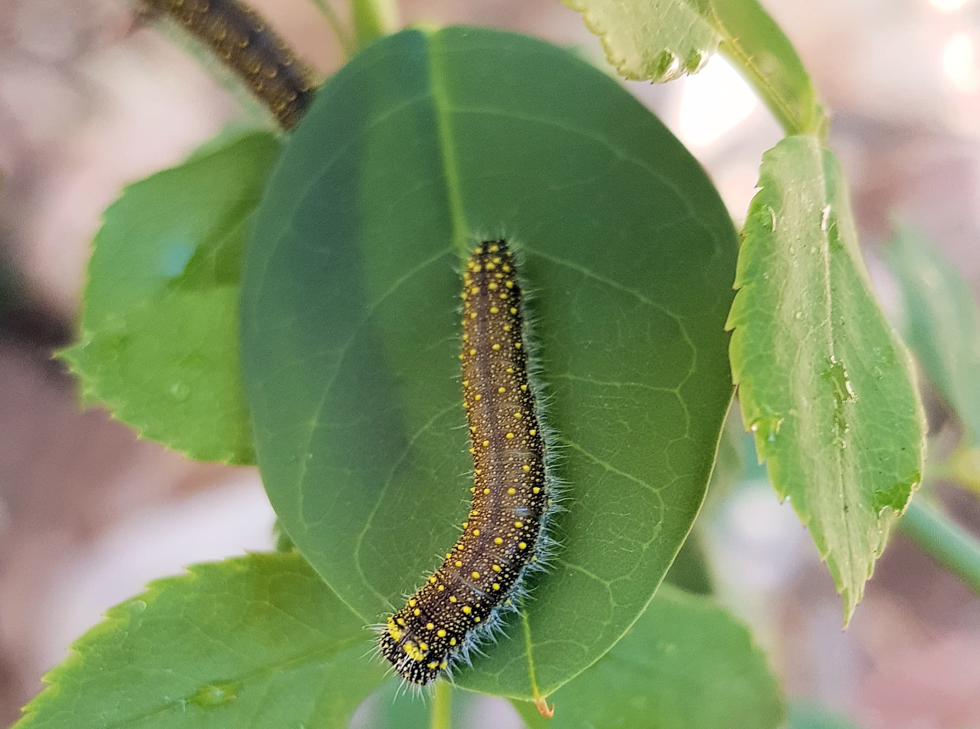 Instar stage of the caterpillar of the Caper White Butterfly (Belenois java teutonia), Alice Springs, NT